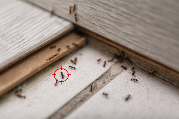 Best Mosquito Control Services  in Hamilton, GA