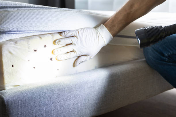Best Termite Control Services  in Hamilton, GA
