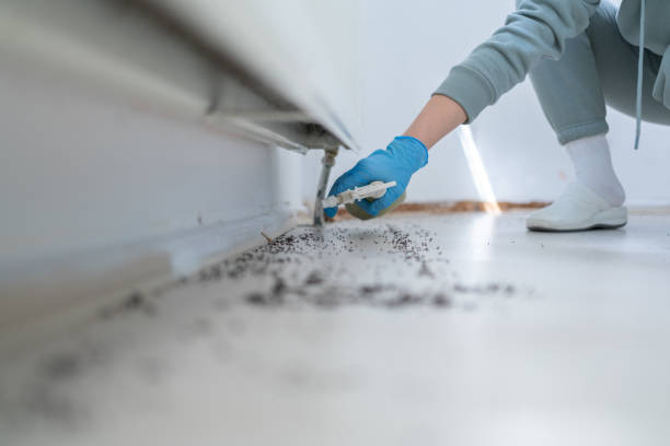 Best Spider Control Near Me  in Hamilton, GA